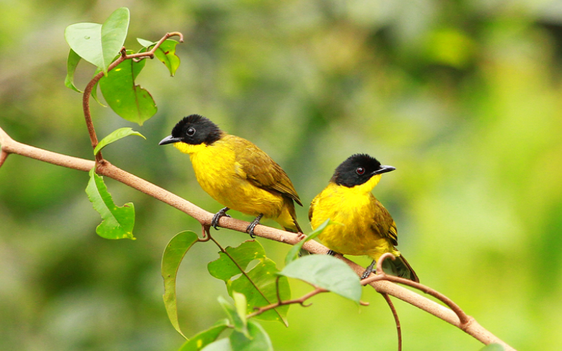 Black-Capped Bulbul Sri Lanka