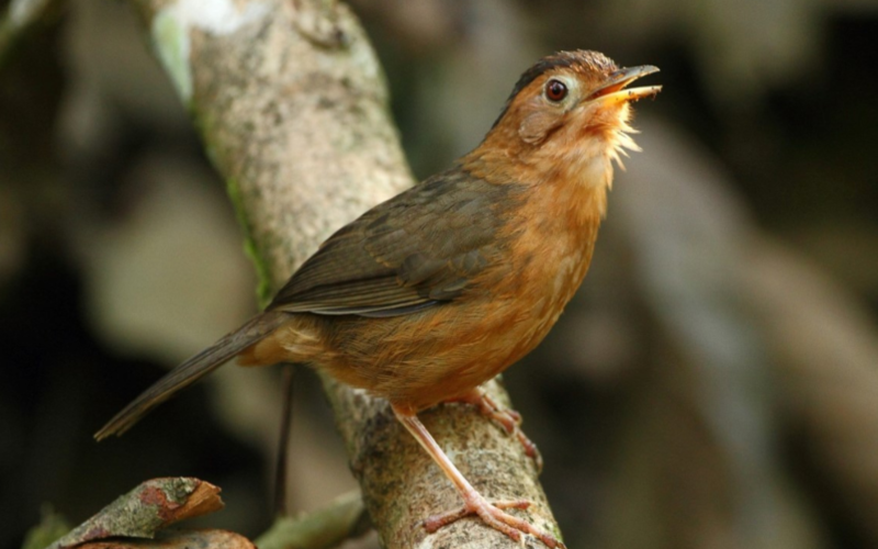 Brown-Capped Babbler