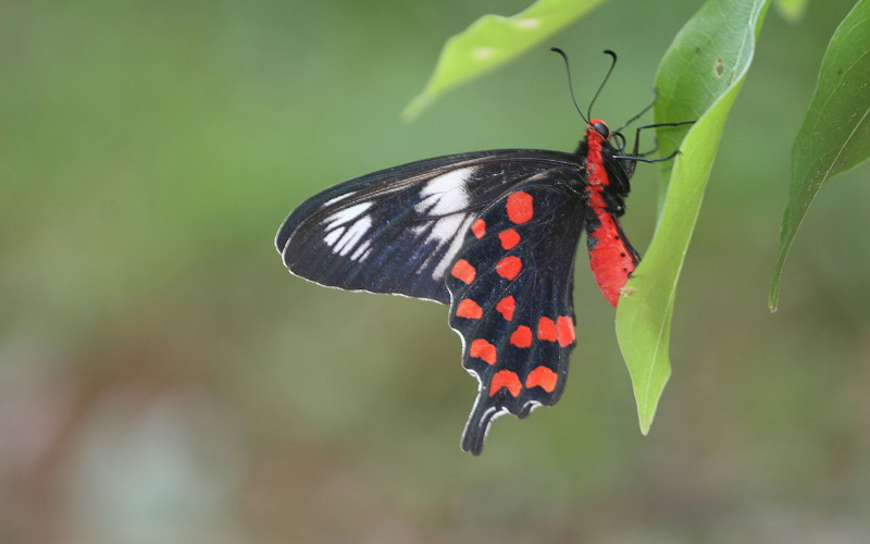 Crimson Rose at Kaludiya Pokuna