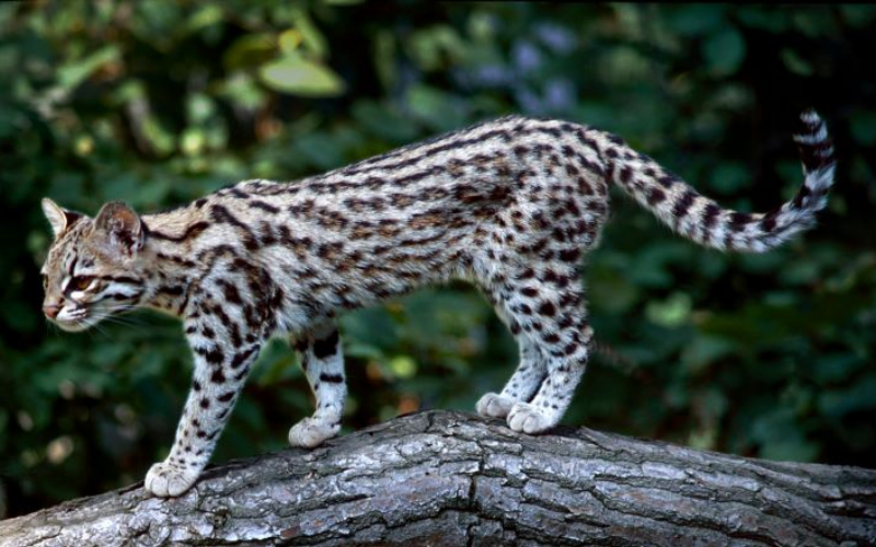 Fishing Cat - Cosmopolitan Small Cats