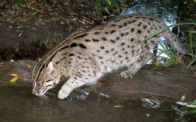 Fishing Cat - Drinking Water