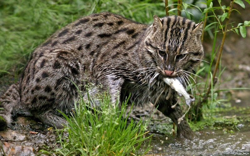 Fishing Cat - Having his meal