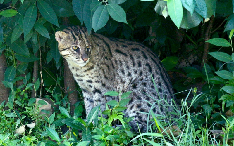 Fishing Cat - In the Bush