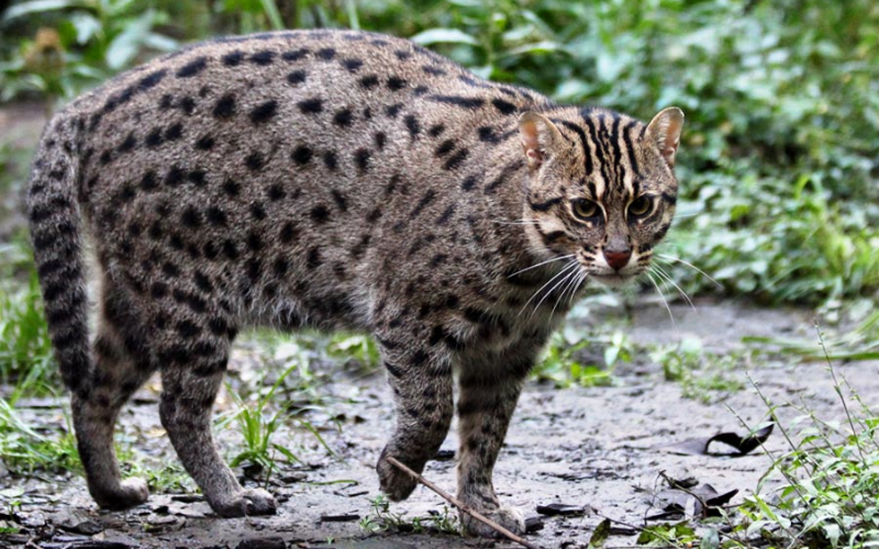 Fishing Cat - Small Feline Predators