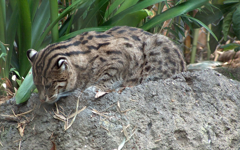 Fishing Cat in the Wild