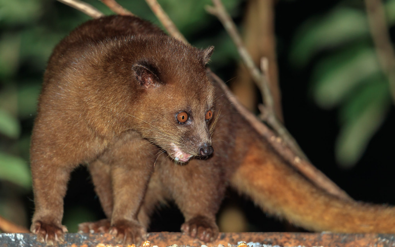 Golden Palm Civet on angry mode