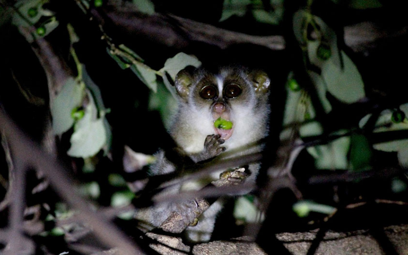 Gray slender loris Sri Lanka