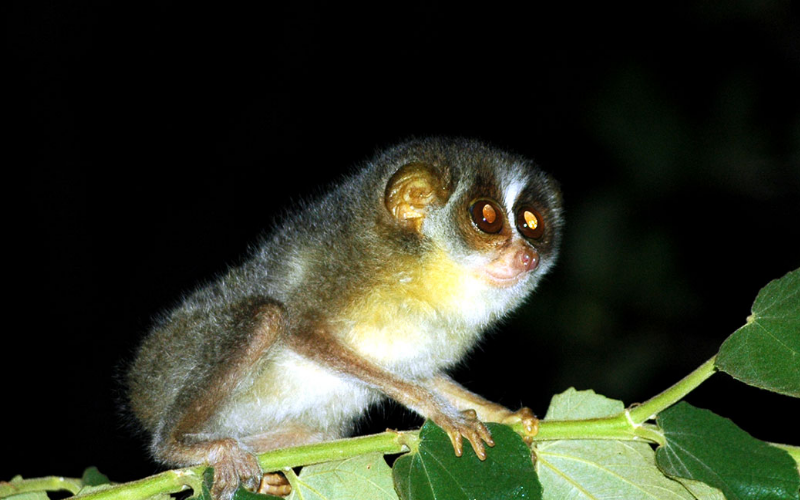 Gray slender loris Sri Lanka in its Habitat