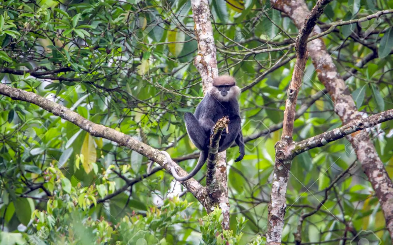 Purple-faced langur in Sinharaja Rain Forest