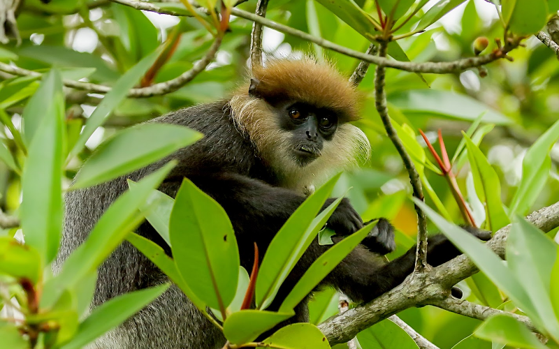 Purple-faced langur in its habitats