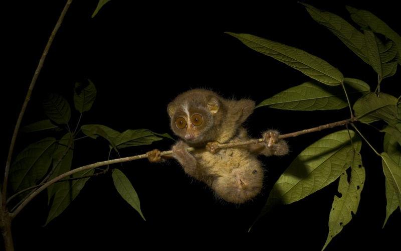 Red slender loris - Sri Lanka