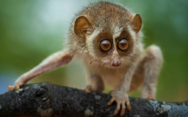 Red slender loris - Sri Lanka Endemic Mammals