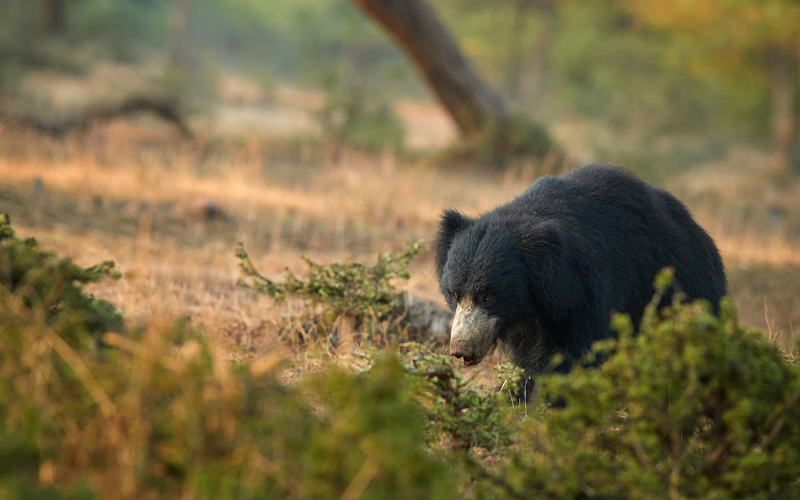 Sloth Bear - Searching for Food