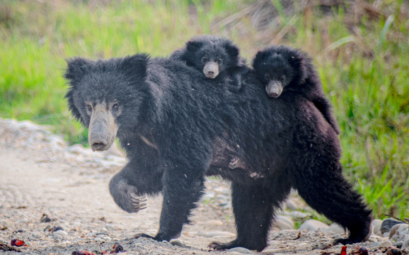 Sloth Bear - Sri Lanka