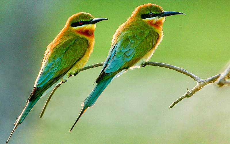 Blue-Tailed Bee-Eater Sri Lanka