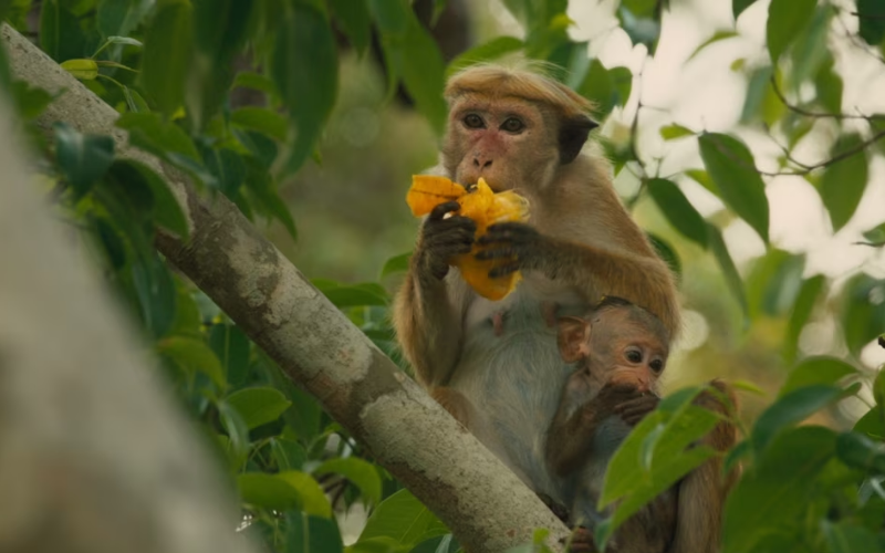 Toque Macaque is Having its Meal