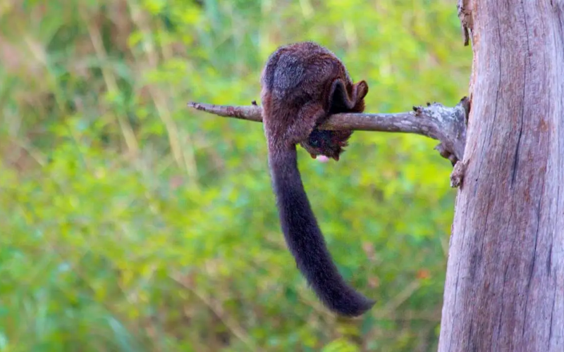 Travancore is sitting on a branch