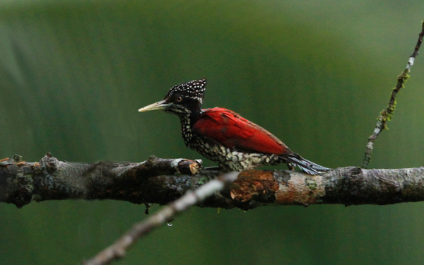 Crimson-Backed Flameback