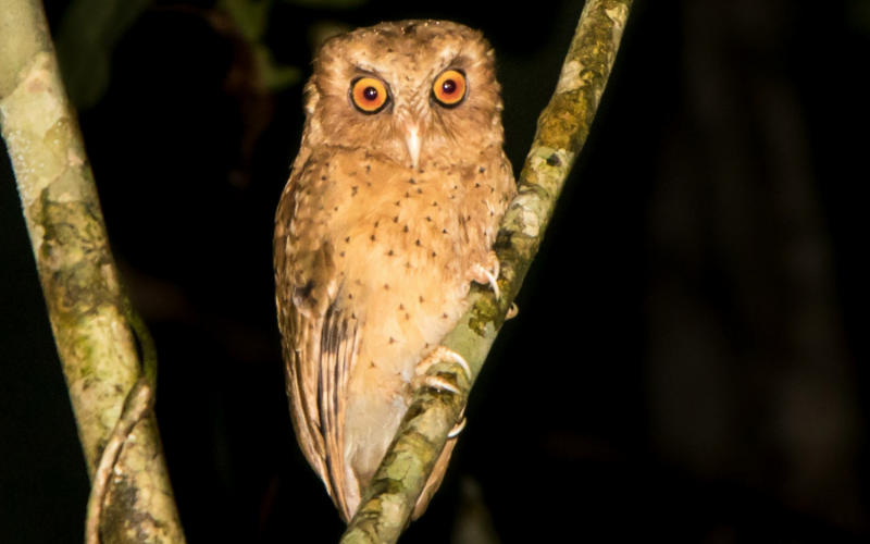 Serendib Scops Owl Sri Lanka