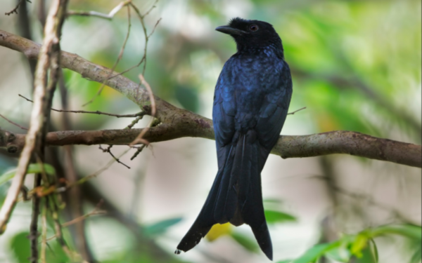 Sri Lanka Drongo - A Versatile Bird