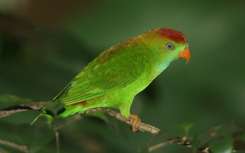 Sri Lanka Hanging Parrot Adult