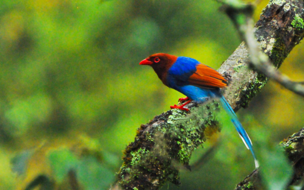 Sri Lanka’s Blue Magpie