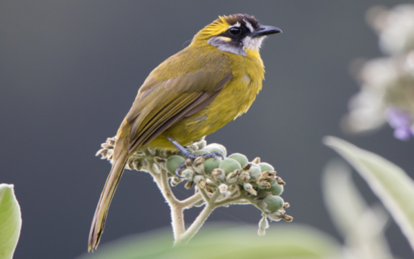 Yellow-Eared Bulbul