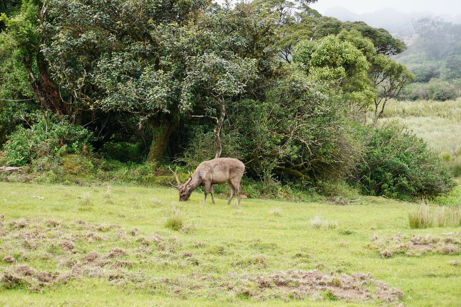 Horton Plains National Park Camping