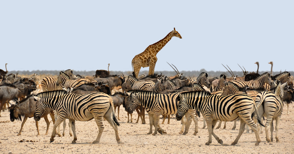 Embark on a Journey of a Lifetime: Top 10 Safari Tours That Will Leave You in Awe