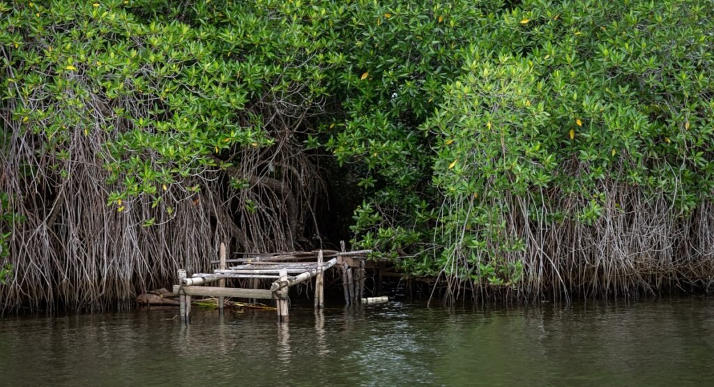 Bentota Lagoon