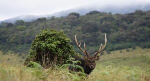 Horton Plains National Park