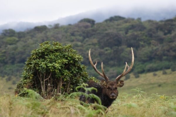 Horton Plains National Park