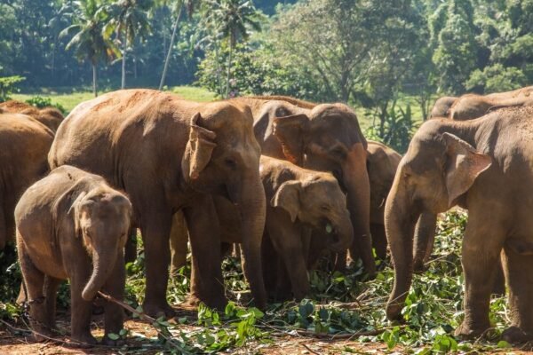 Pinnawala Sri Lanka