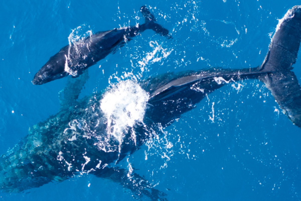 Mirissa Whale Watching