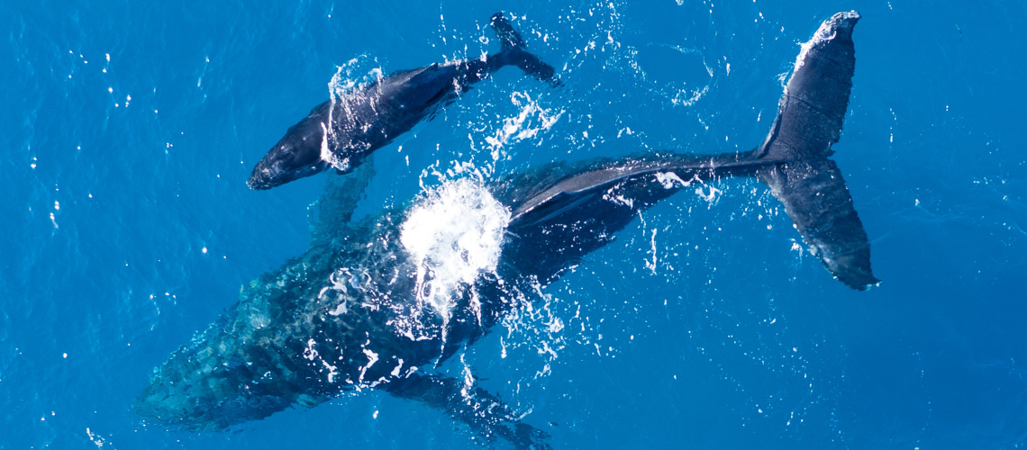 Mirissa Whale Watching