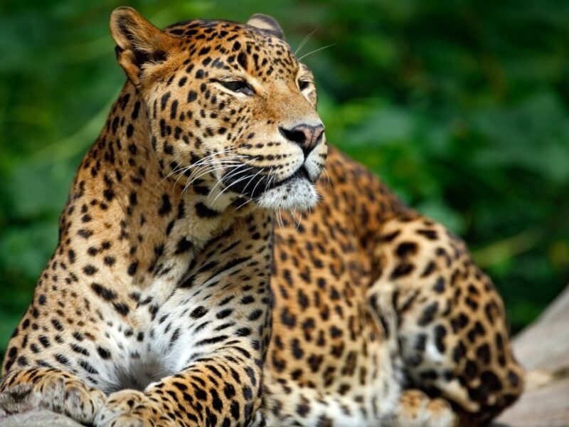 Yala National Park Safari Tour Full Day