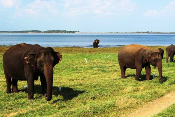 Angammedilla National Park