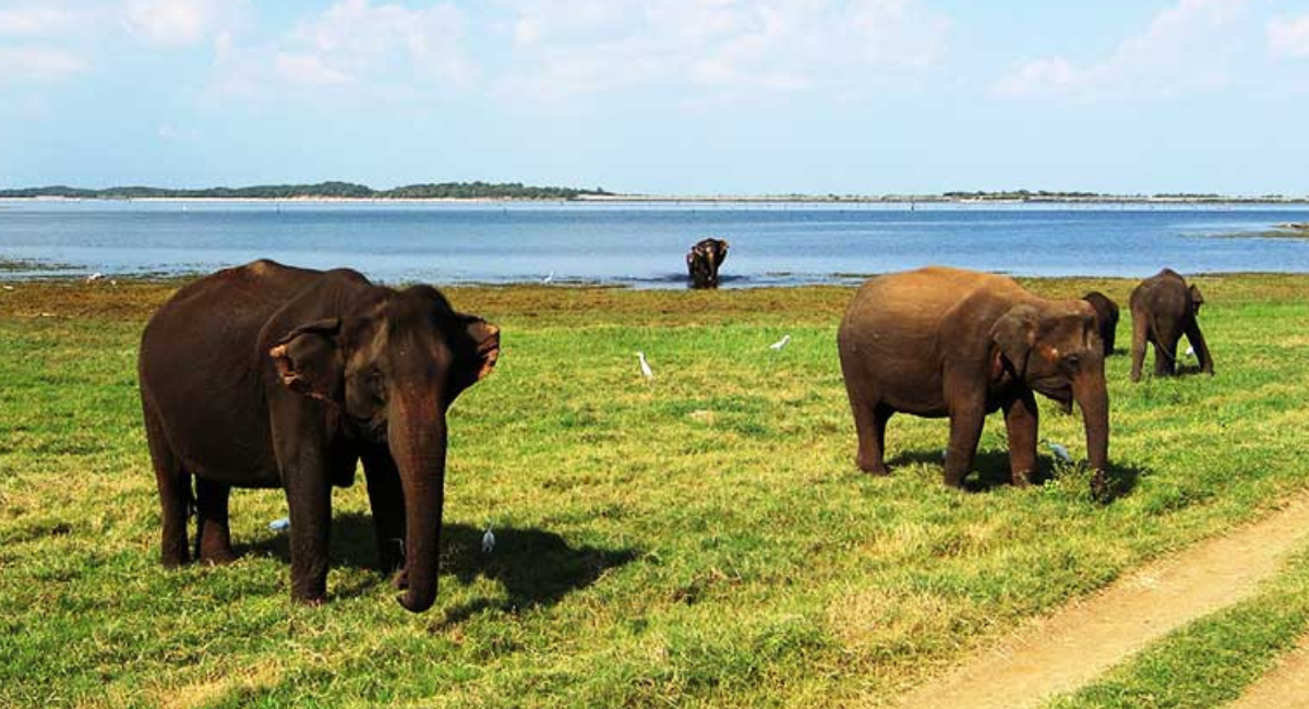 Angammedilla National Park: A Hidden Gem in Sri Lanka’s Wilderness