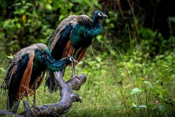 Chundikkulam National Park