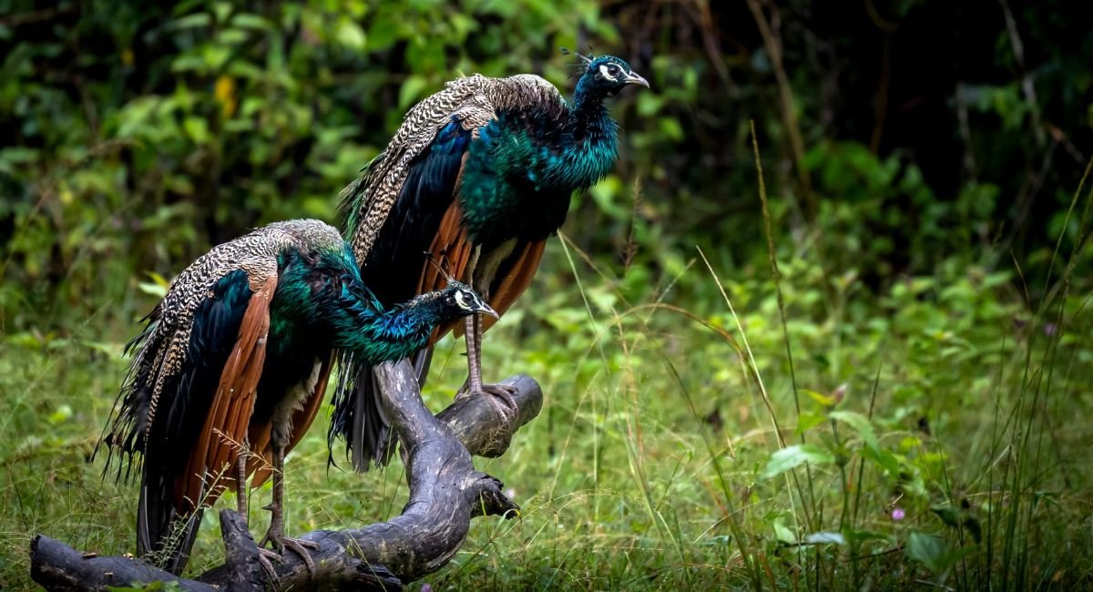 Chundikkulam National Park: A Haven for Birds and Biodiversity