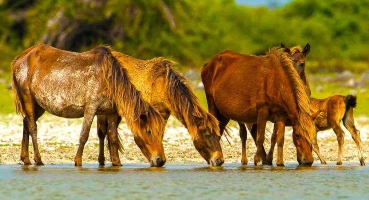 Delft National Park: A Unique Island Wilderness in Sri Lanka