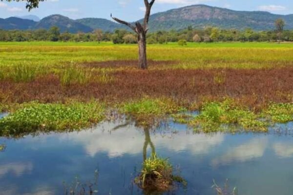 Flood Plains National Park