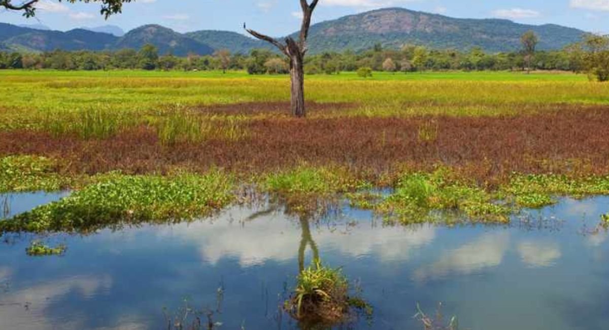 Flood Plains National Park: A Vital Ecosystem in Sri Lanka