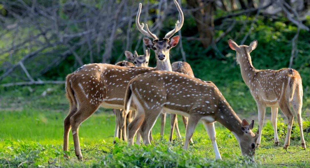 Yala National Park Deer Herd