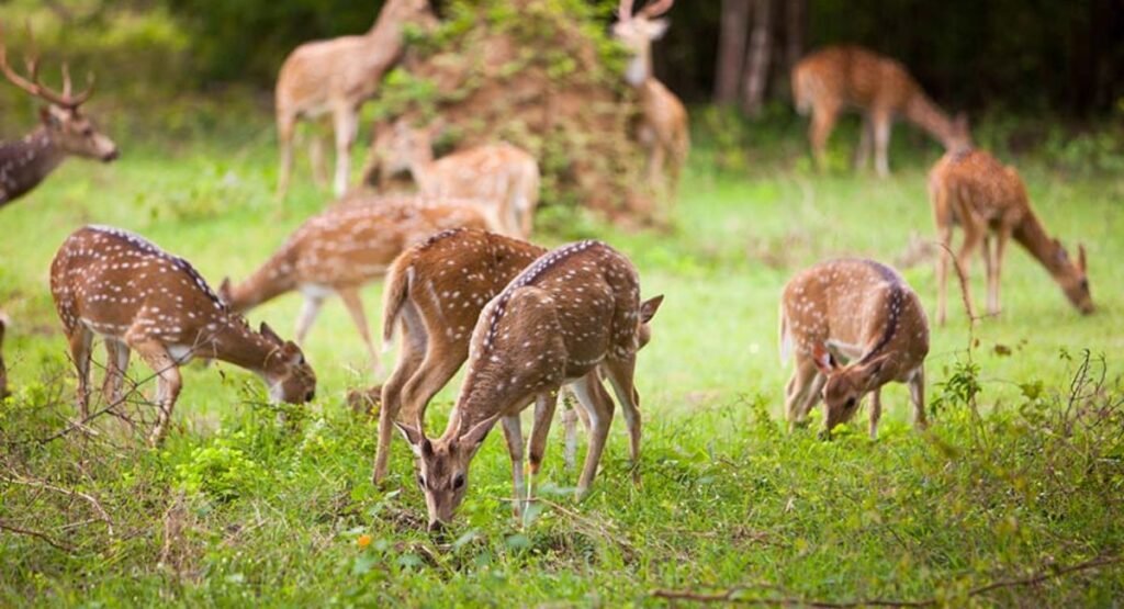 Yala National Park - Deers