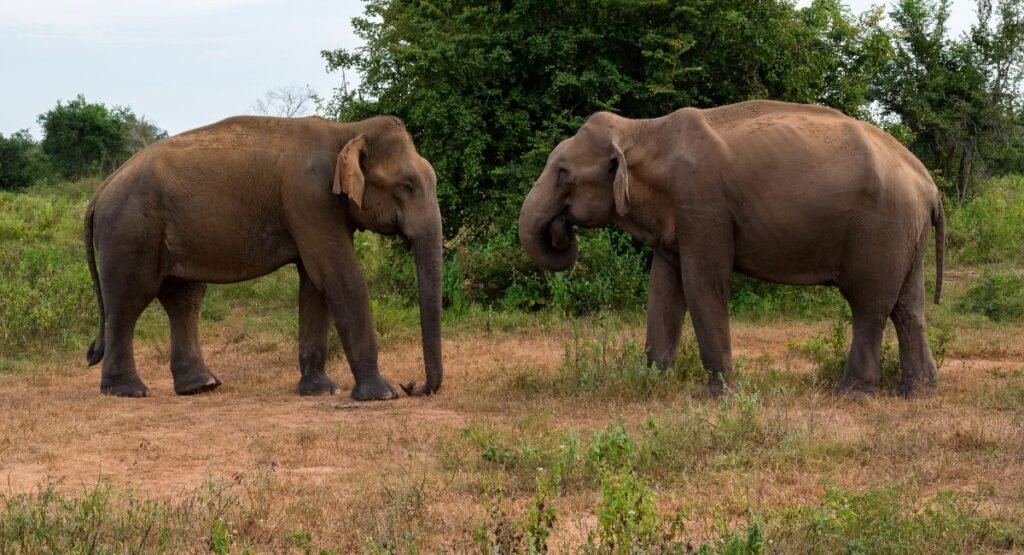 Yala National Park Elephants