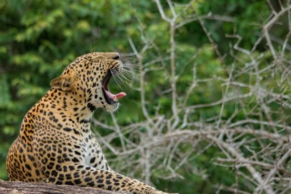 Yala National Park Leopard Roaring