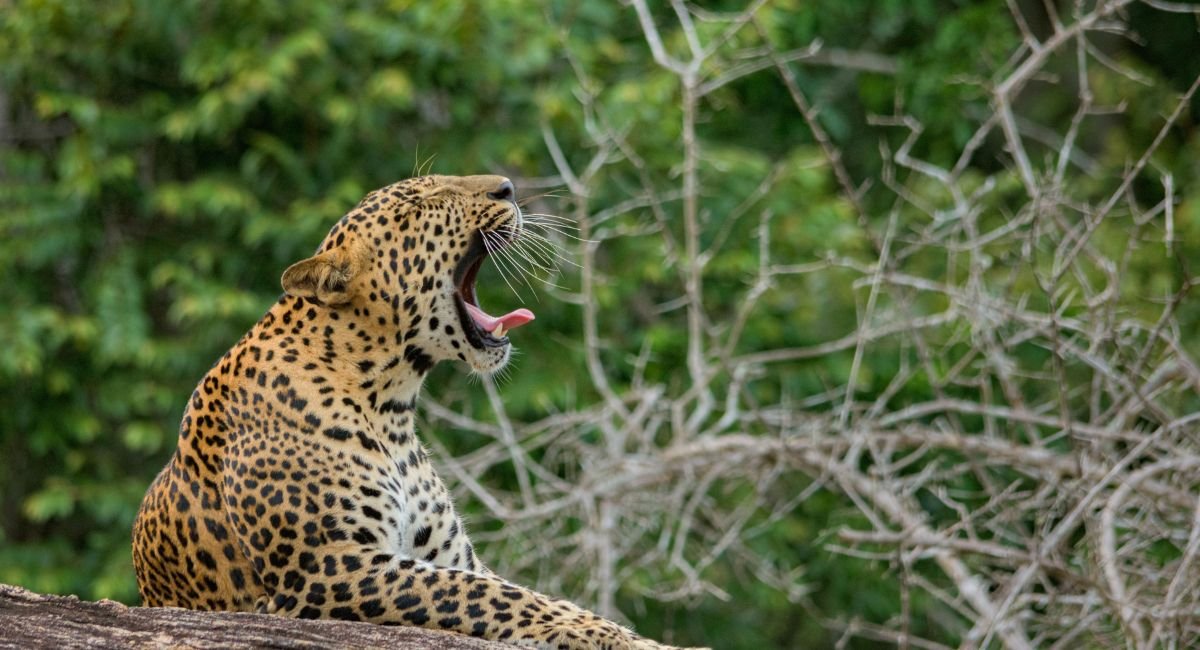 Yala National Park: Adventure Awaits in Sri Lanka’s Wild Heart