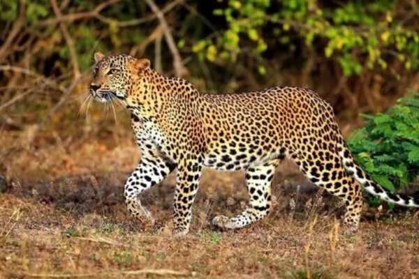 Yala National Park Sri Lanka