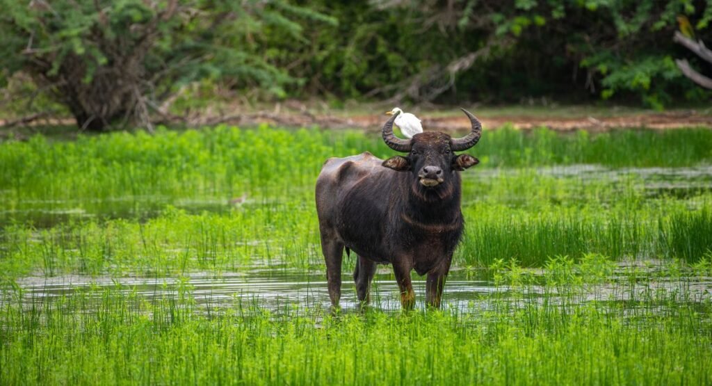 Yala National Park Wild Buffalo